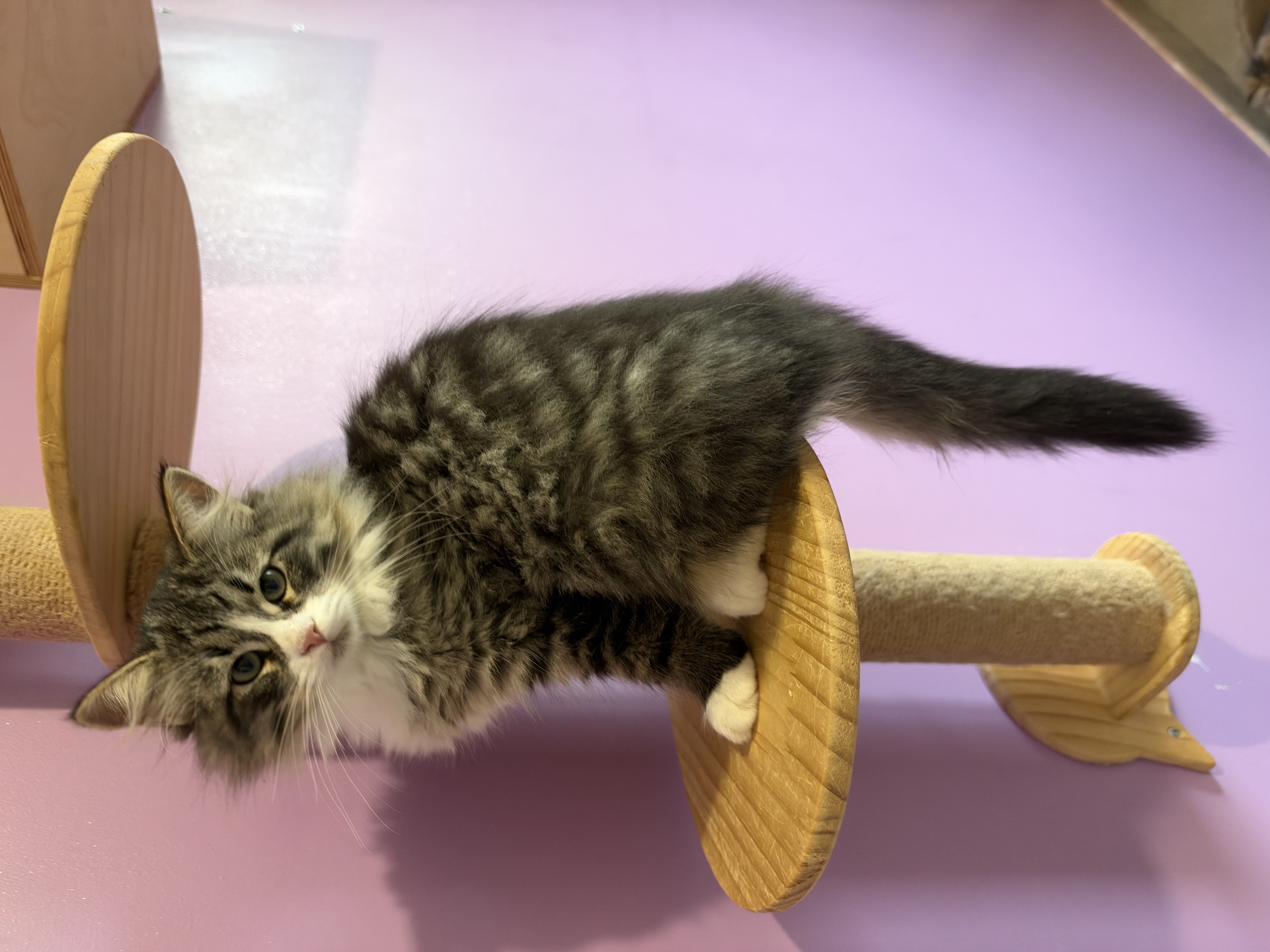CHATON