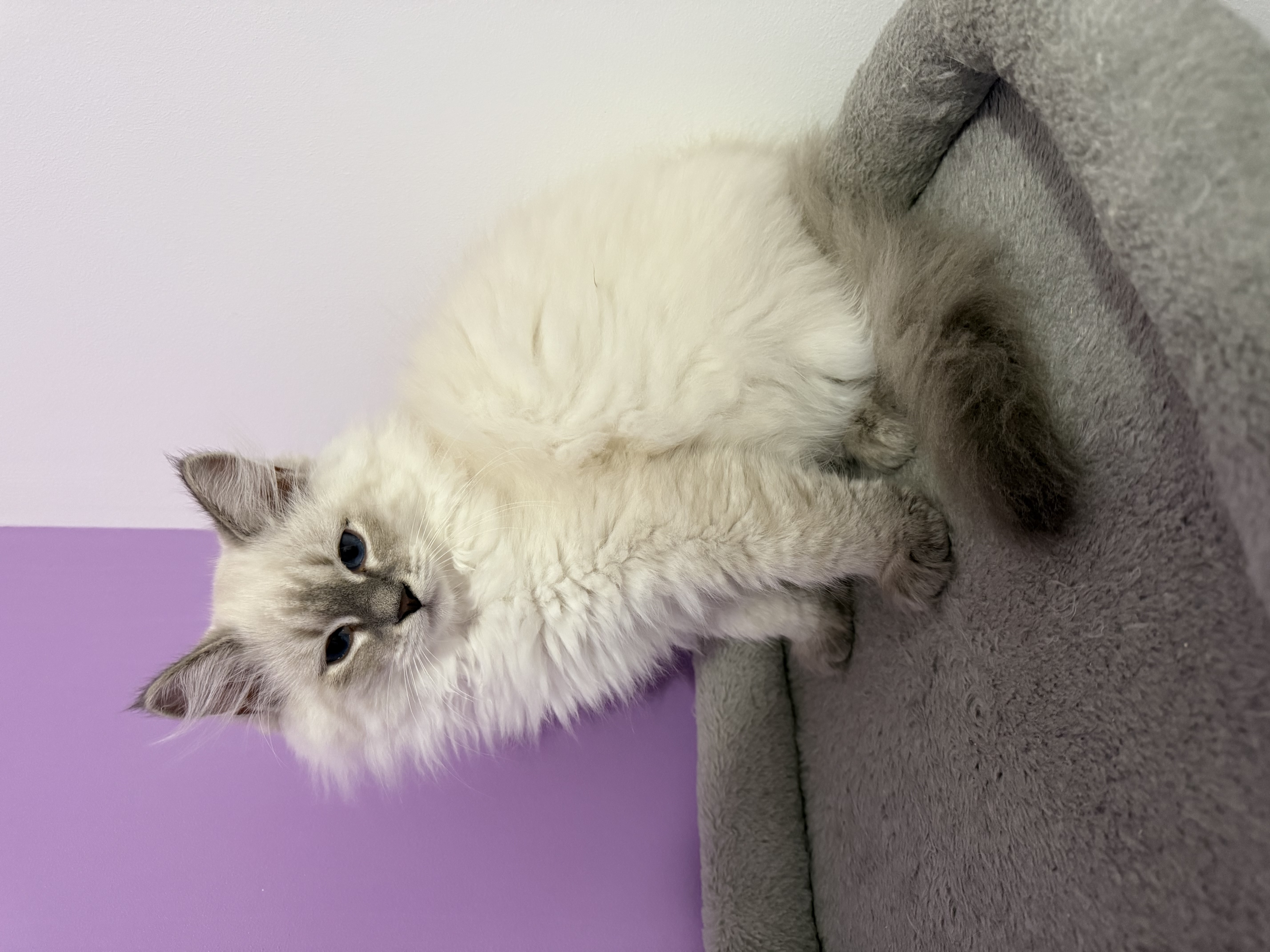CHATON
