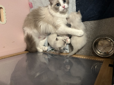 Des Dolls De Paname - Chaton disponible  - Ragdoll