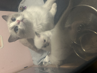 Des Dolls De Paname - Chaton disponible  - Ragdoll