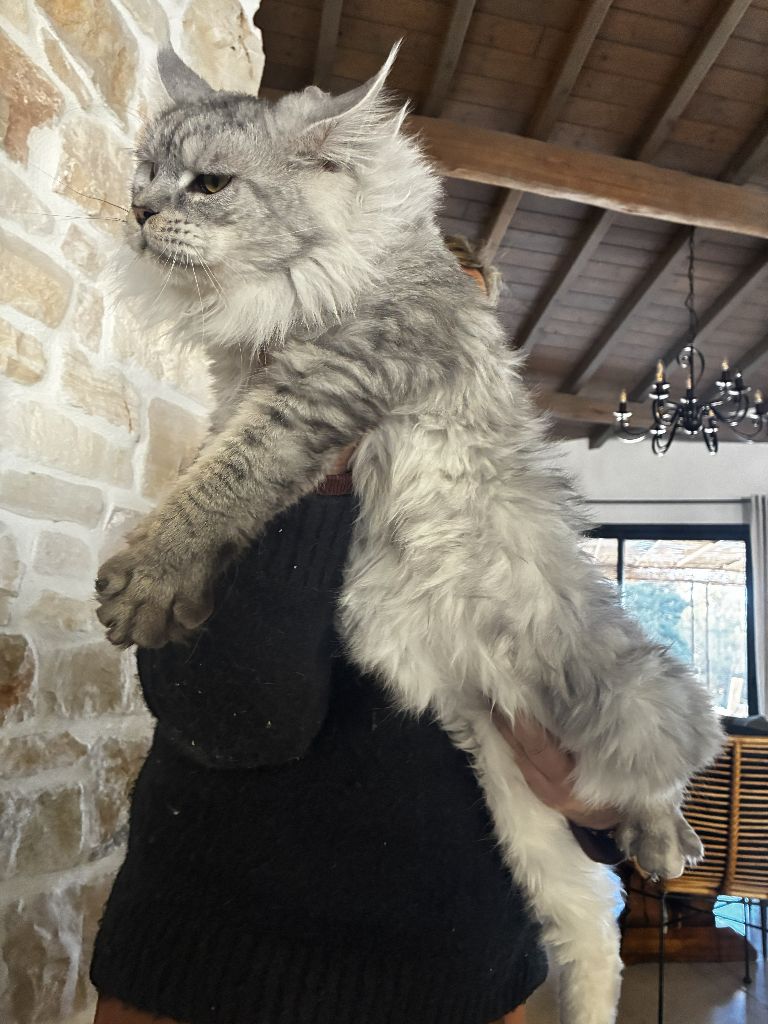 Vicomte des Coons Polissons