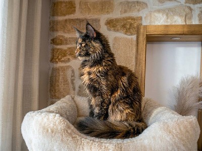 Akina de pla'nana