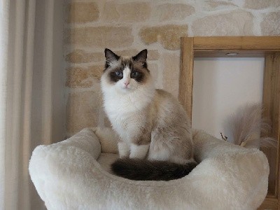 Aimy du domaine toundra