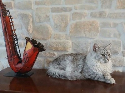 Vicomte des Coons Polissons
