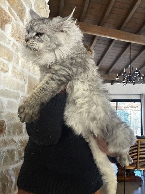 Vicomte des Coons Polissons
