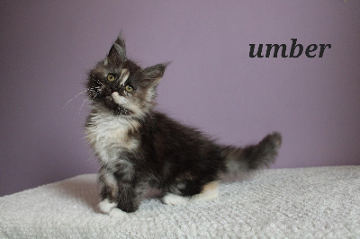 Umber - Maine Coon