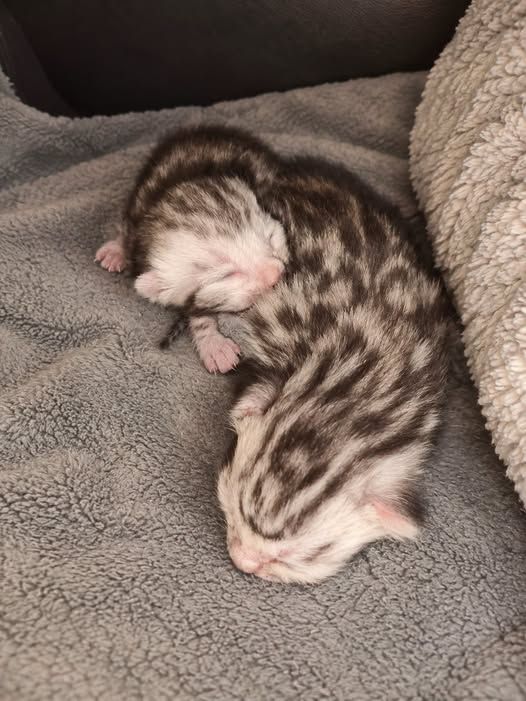 Du Royaume Du Marais - Naissance de 2 petits chatons
