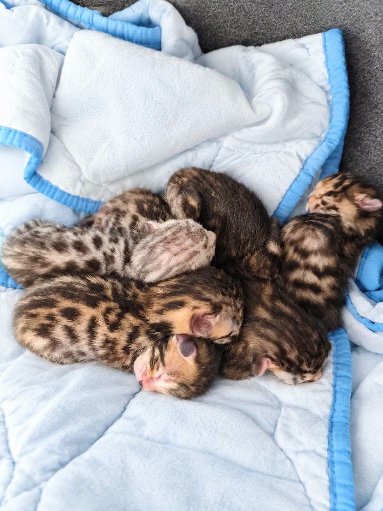 Du Royaume Du Marais - Naissance de 5 petits chatons le 12/9/2026