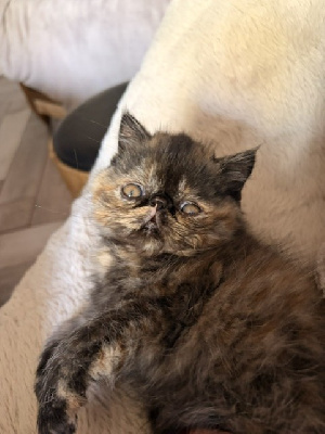 BALI - Exotic Shorthair