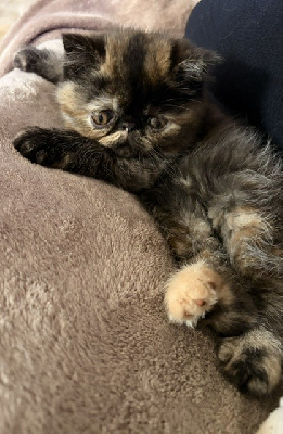 BALI - Exotic Shorthair
