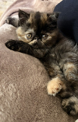 BALI - Exotic Shorthair