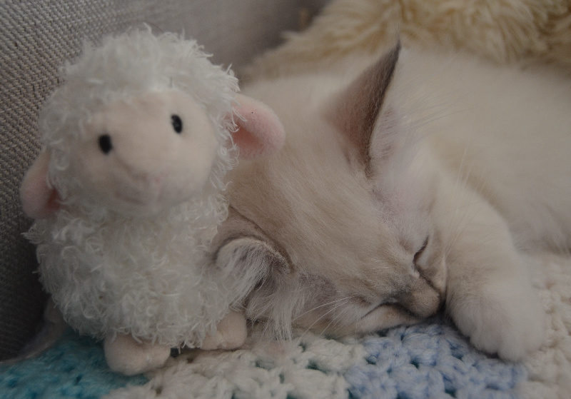 chaton Sacré de Birmanie Des Gatti A Venezia