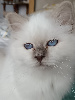 magnifiques chatons issus de prestigieuses lignées Sacré de Birmanie