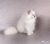 magnifiques chatons issus de prestigieuses lignées Sacré de Birmanie