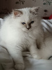 magnifiques chatons issus de prestigieuses lignées Sacré de Birmanie