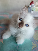magnifiques chatons issus de prestigieuses lignées Sacré de Birmanie