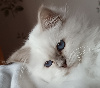 magnifiques chatons issus de prestigieuses lignées Sacré de Birmanie