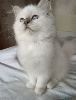 magnifiques chatons issus de prestigieuses lignées Sacré de Birmanie