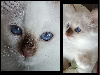 magnifiques chatons issus de prestigieuses lignées Sacré de Birmanie