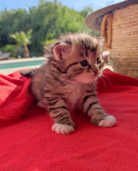 chaton Sibérien Des Félins De L'Oural