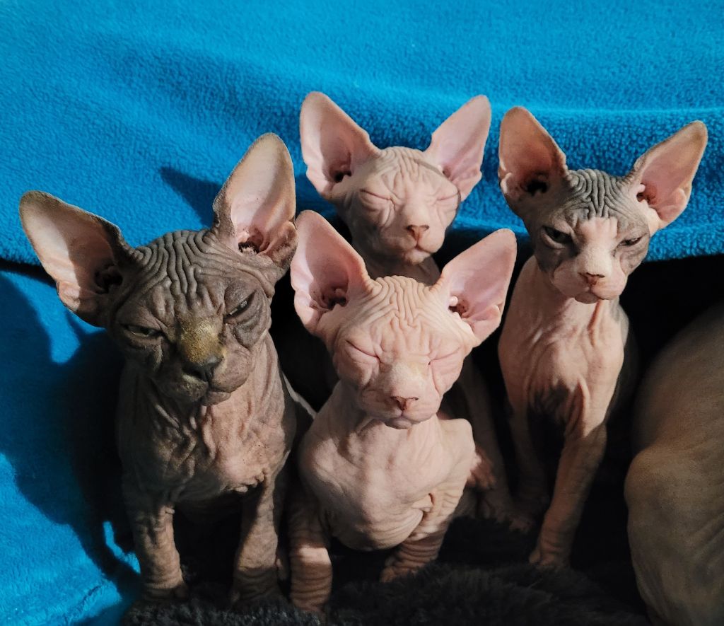 des Jardins d'Amagasav - 4 chatons disponibles à l'adoption !