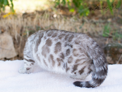 Bacchus - Bengal