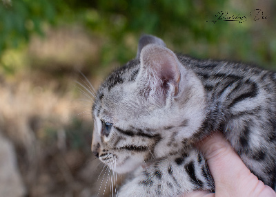 Beauty Love - Bengal