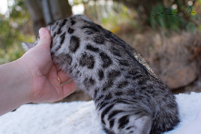 Beauty Love - Bengal