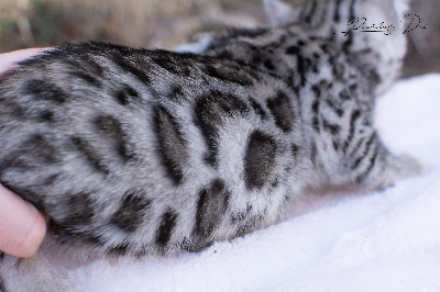 Beauty Love - Bengal