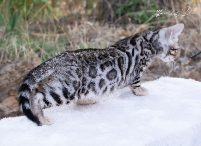 Brooklyn - Bengal