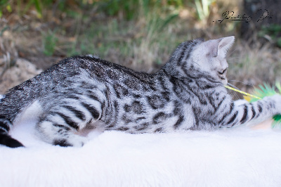 Becky - Bengal