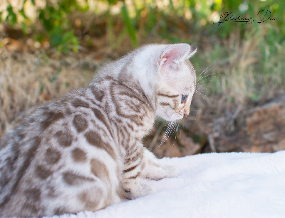 Bacchus - Bengal