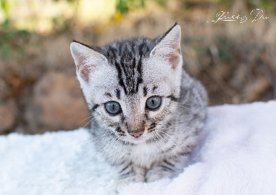 Bella Ciao - Bengal