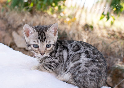 Brooklyn - Bengal