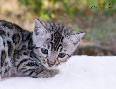 Beauty Love - Bengal