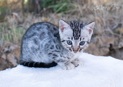 Bella Ciao - Bengal