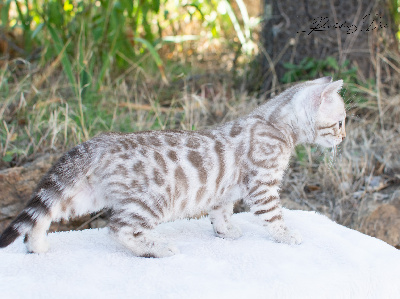 Bacchus - Bengal