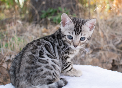 Brooklyn - Bengal