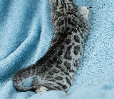 Bella Ciao - Bengal
