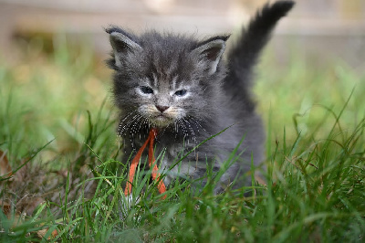 De Serena's Line - Chaton disponible  - Maine Coon