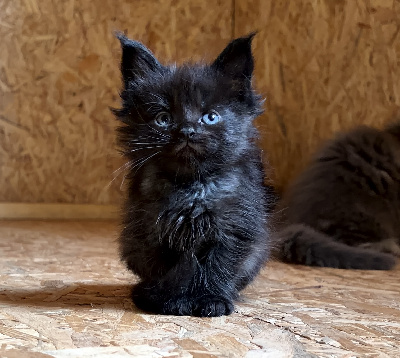 De Serena's Line - Chaton disponible  - Maine Coon