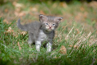 De Serena's Line - Chaton disponible  - Maine Coon