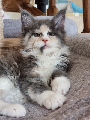Of Queen's Blue - Chaton disponible  - Maine Coon