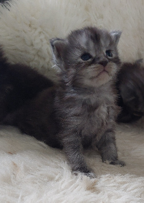 Des 4 Legs Of Nath - Chaton disponible  - Maine Coon