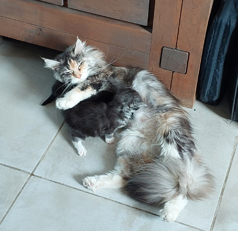 chaton Maine Coon Des 4 Legs Of Nath