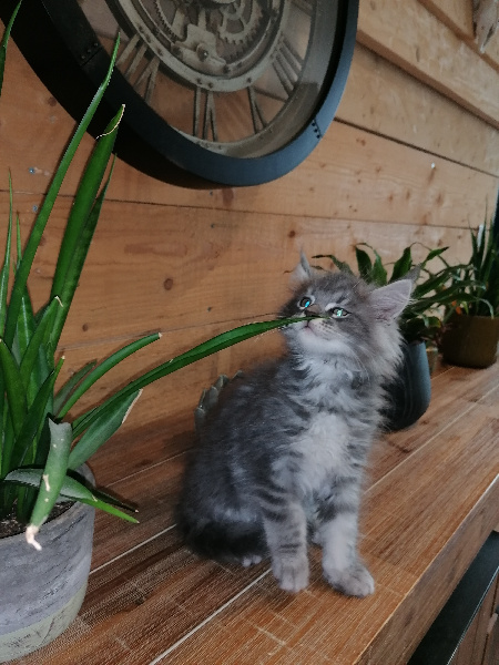 Des Coons De Steph - Chaton disponible  - Maine Coon