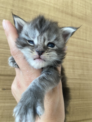 So’occimoon - Chaton disponible  - Maine Coon