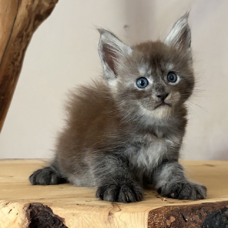 BERNARD - 