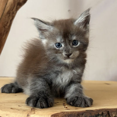 BERNARD - Maine Coon