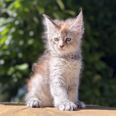 BEKKY - Maine Coon